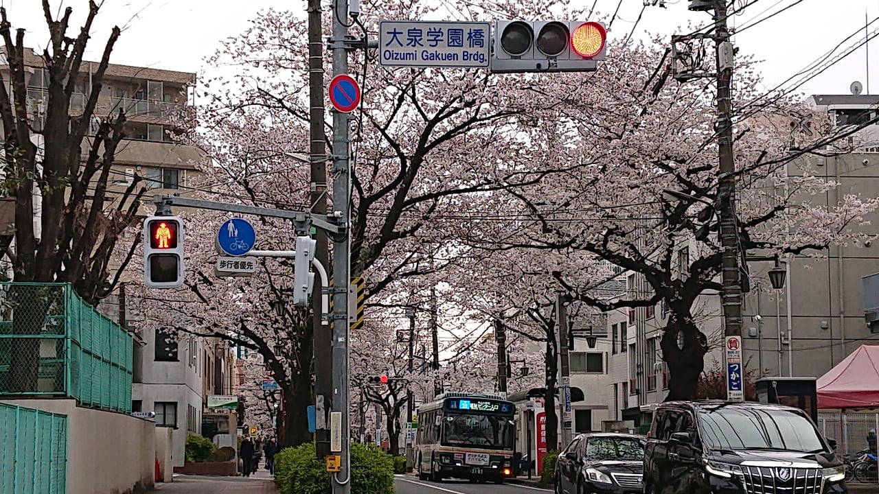 桜