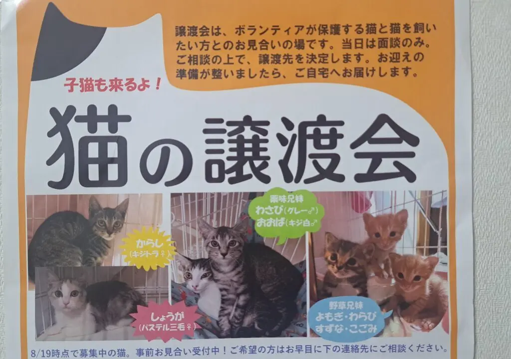 猫