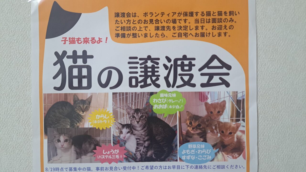 猫