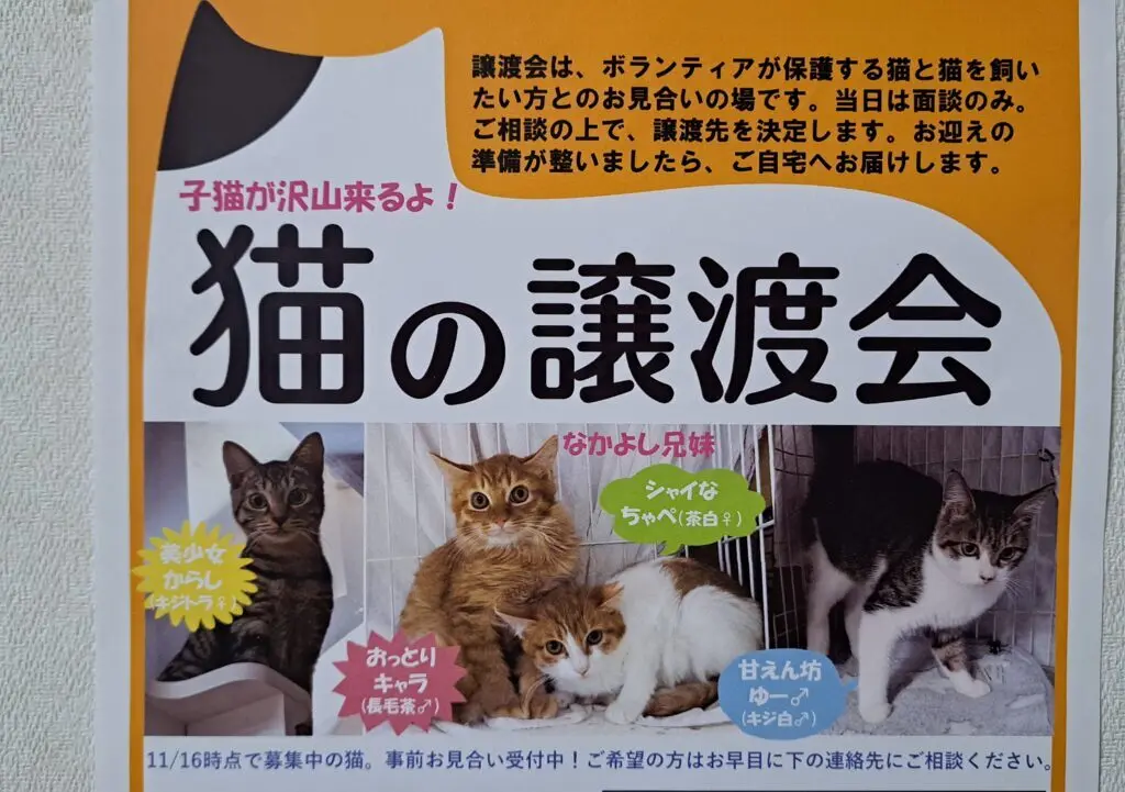 猫の譲渡会