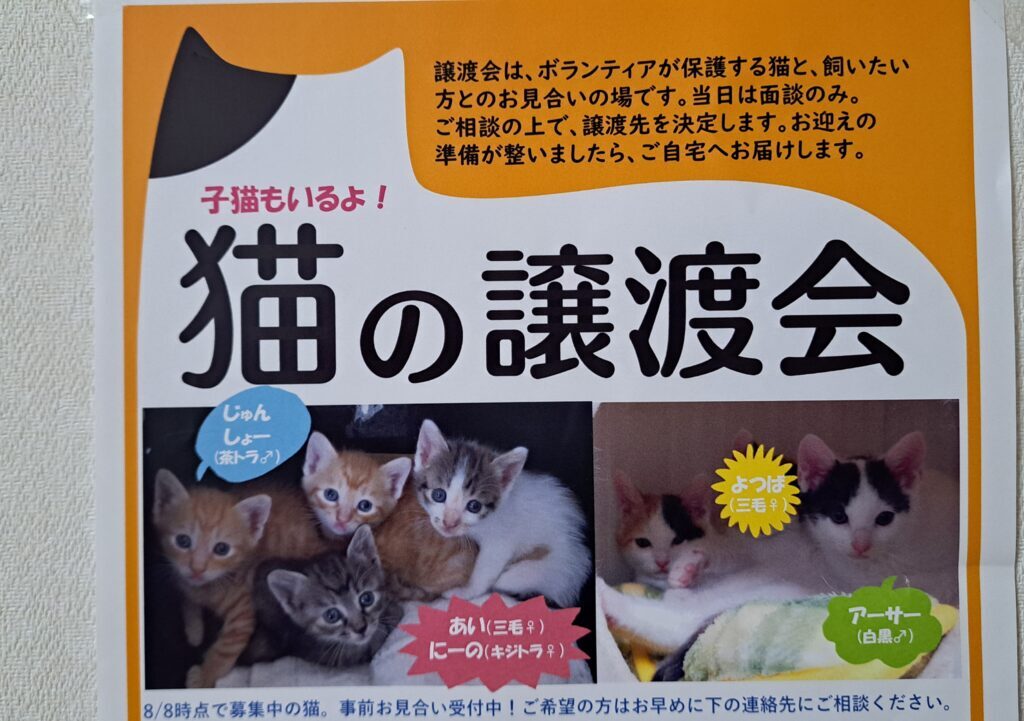 猫の譲渡会