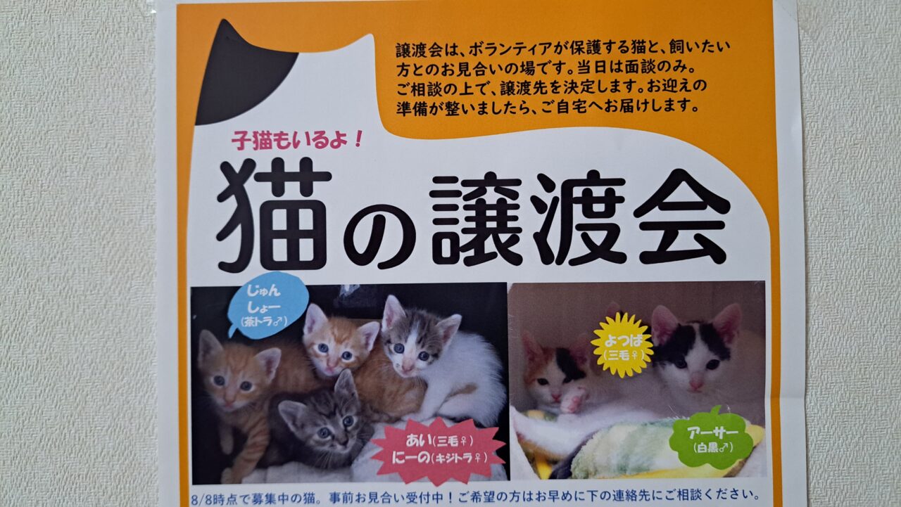 猫の譲渡会